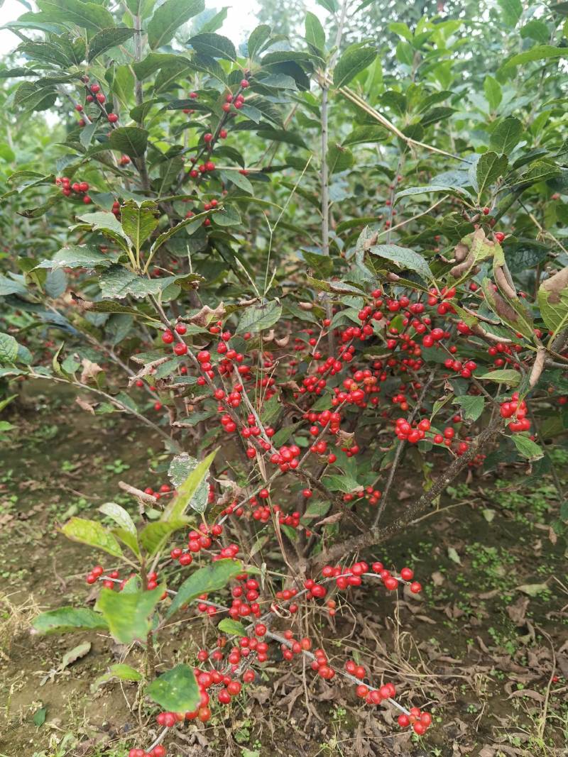 出售自家苗圃红果北美冬青