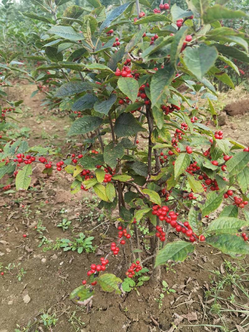 出售自家苗圃红果北美冬青