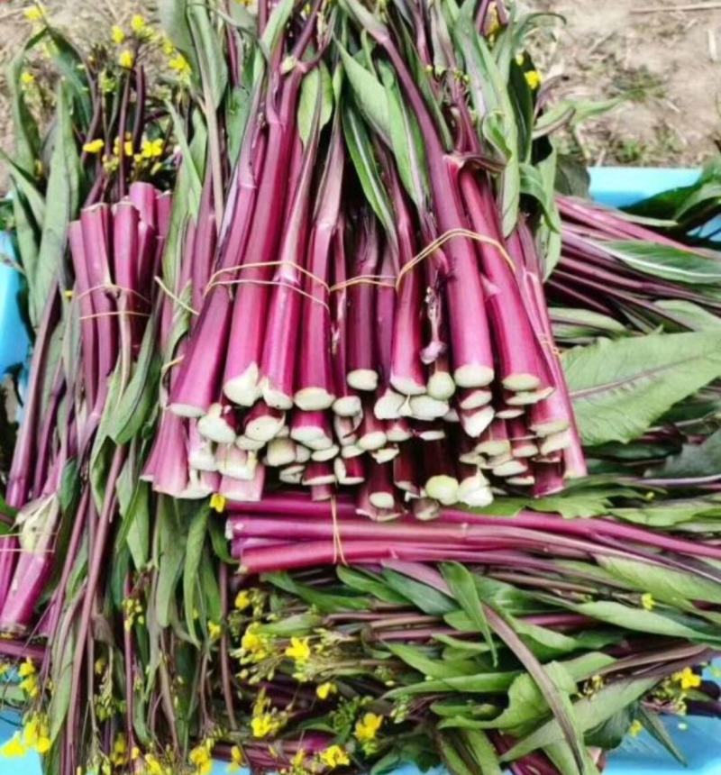紫玫瑰一号C小叶亮红紫菜苔种子菜苔基地种植红菜苔种子批发