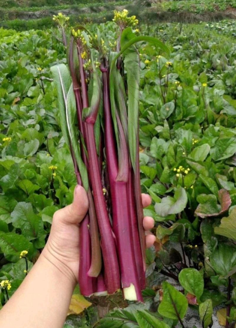 紫玫瑰一号小叶亮红紫菜苔种子早熟耐寒肉淡绿红菜苔种子
