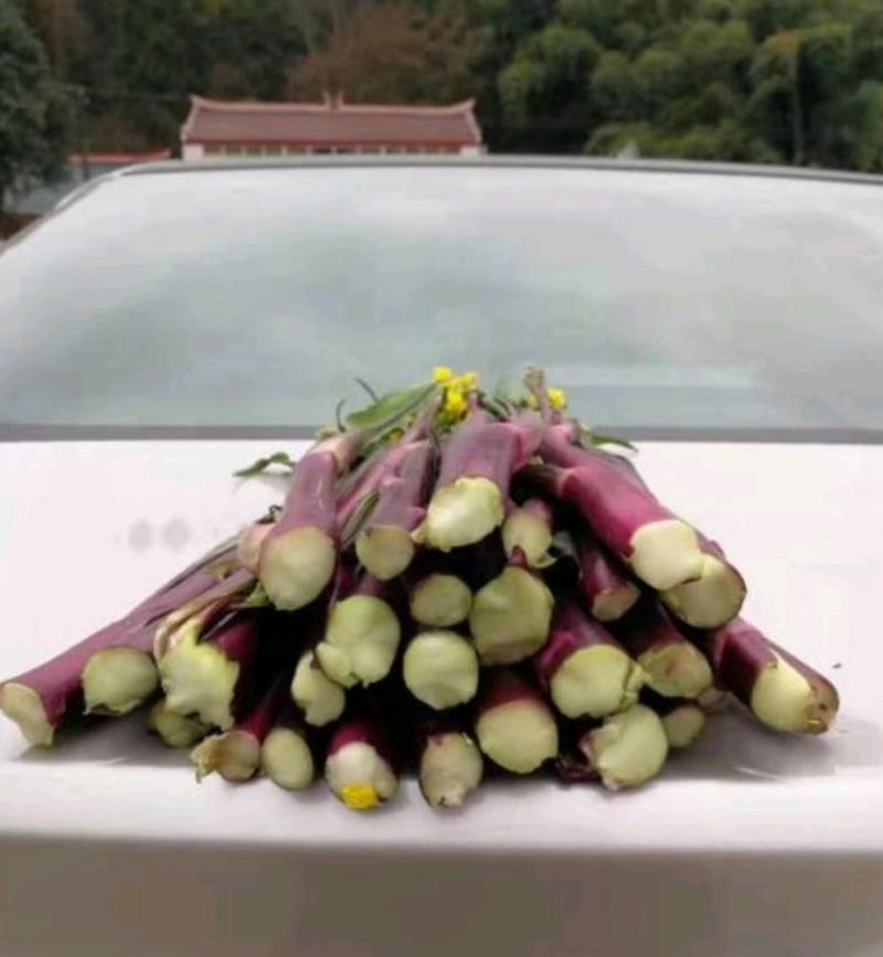 紫玫瑰一号小叶亮红紫菜苔种子早熟耐寒肉淡绿红菜苔种子