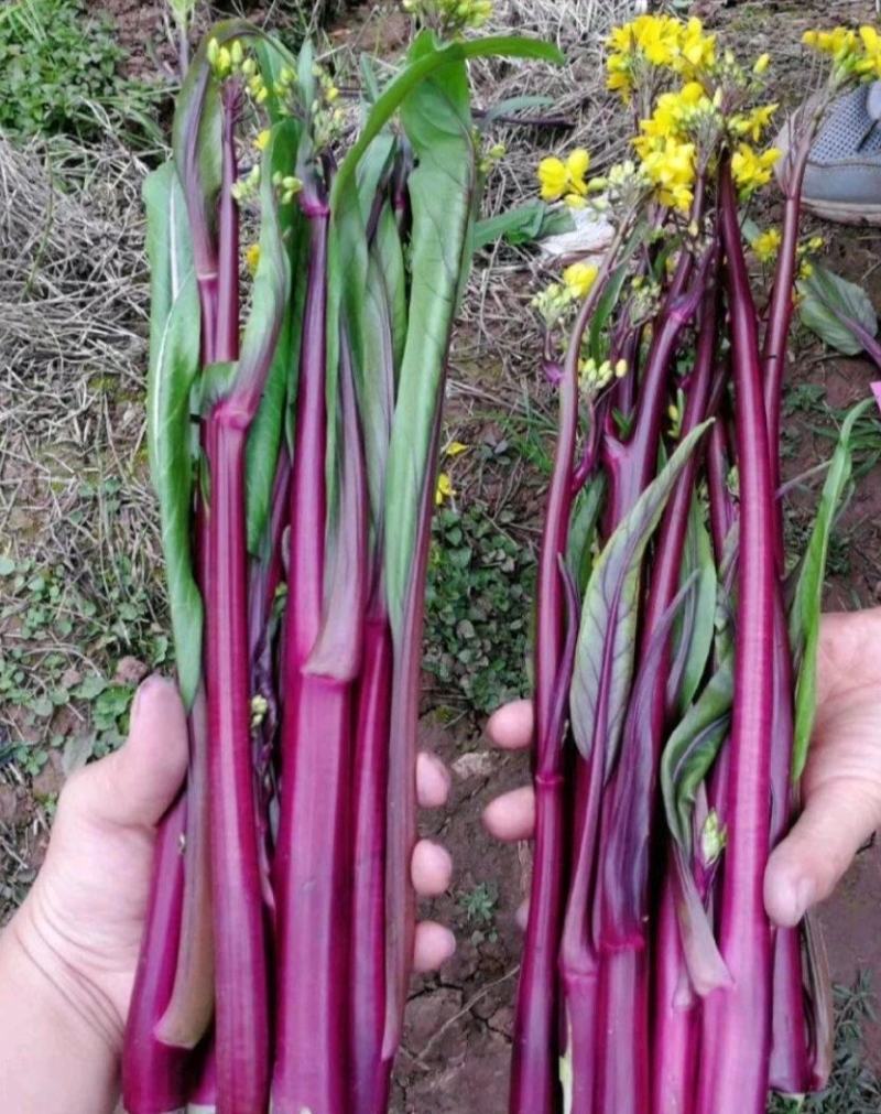 紫玫瑰一号小叶亮红紫菜苔种子早熟耐寒肉淡绿红菜苔种子