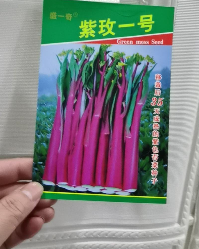 紫玫瑰一号小叶亮红紫菜苔种子早熟耐寒肉淡绿红菜苔种子