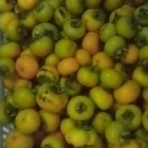 恭城月柿，四川柿子，产地一手货源，质量保证欢迎