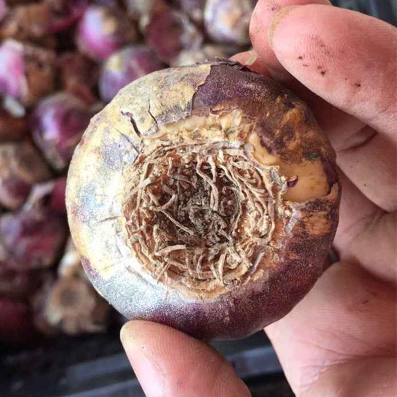 荷兰进口风信子种球大球四季水养易活室内水培植物盆栽花卉种