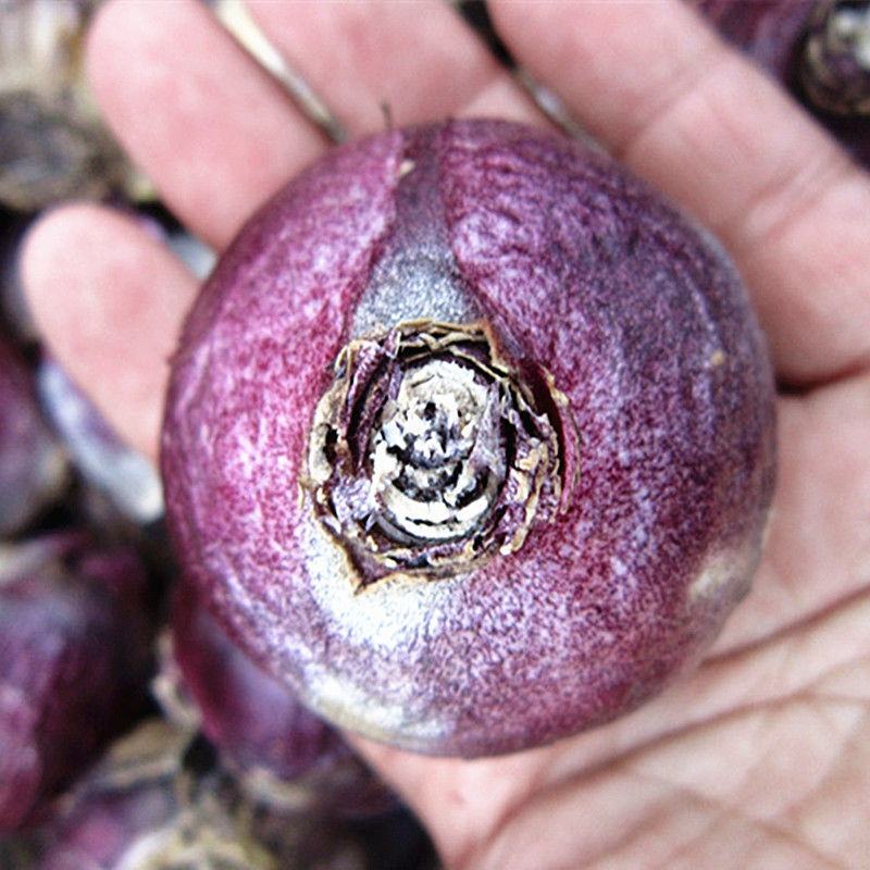荷兰进口风信子种球大球四季水养易活室内水培植物盆栽花卉种