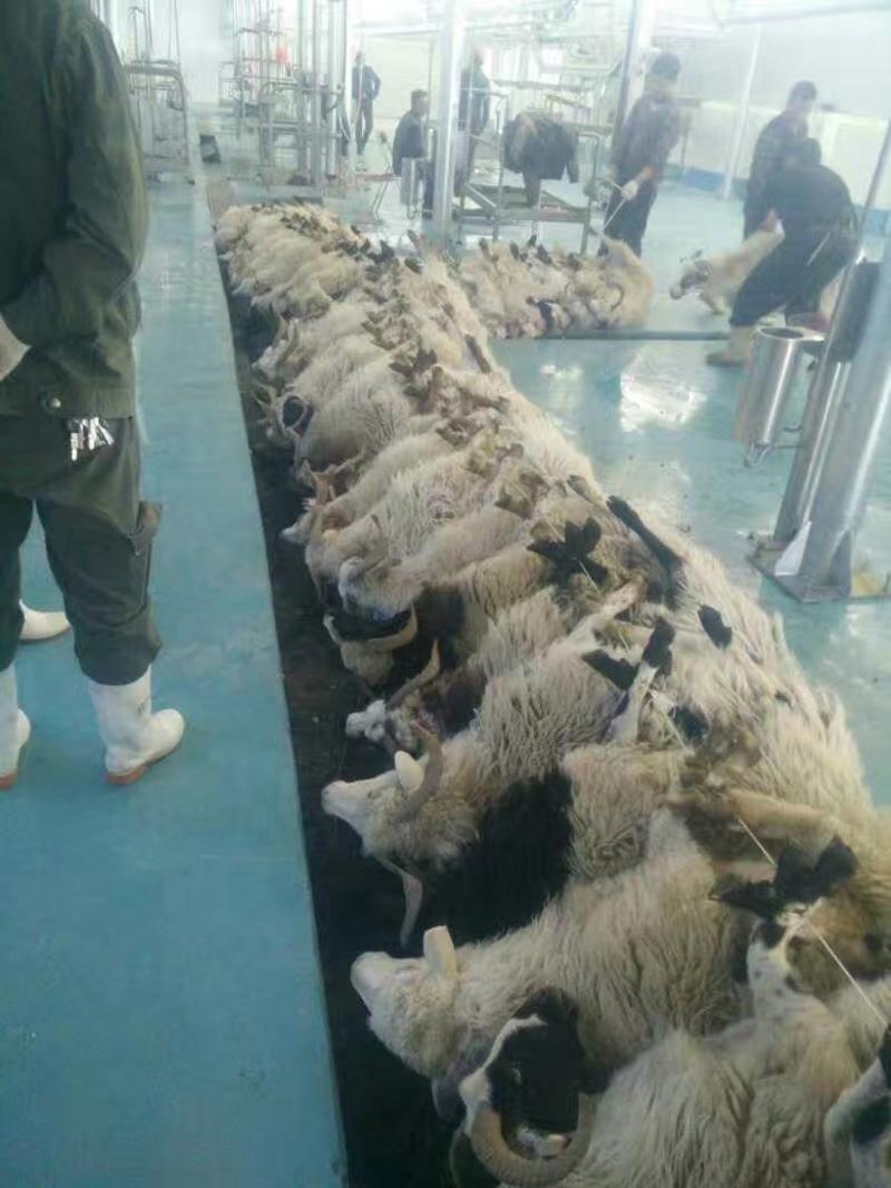 趣湖牧场青海原产地牧区藏系羊鞭【真空包装，新鲜速冻】