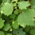 地桃花，野桃花，野棉花全草，根。