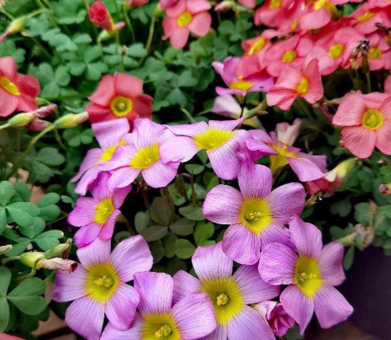 【常年开花】酢浆草种球开花醡浆草庭院花卉植物阳台盆栽