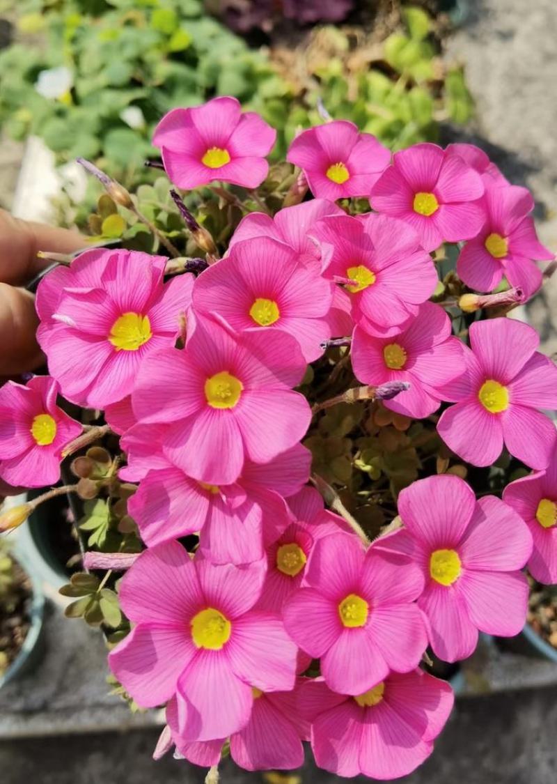 【常年开花】酢浆草种球开花醡浆草庭院花卉植物阳台盆栽
