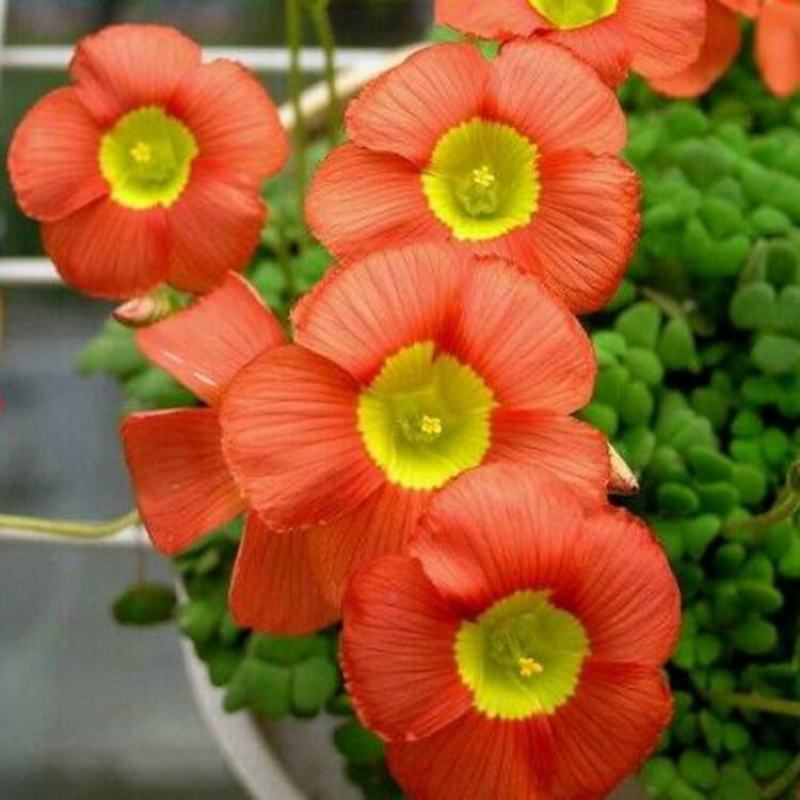 【常年开花】酢浆草种球开花醡浆草庭院花卉植物阳台盆栽