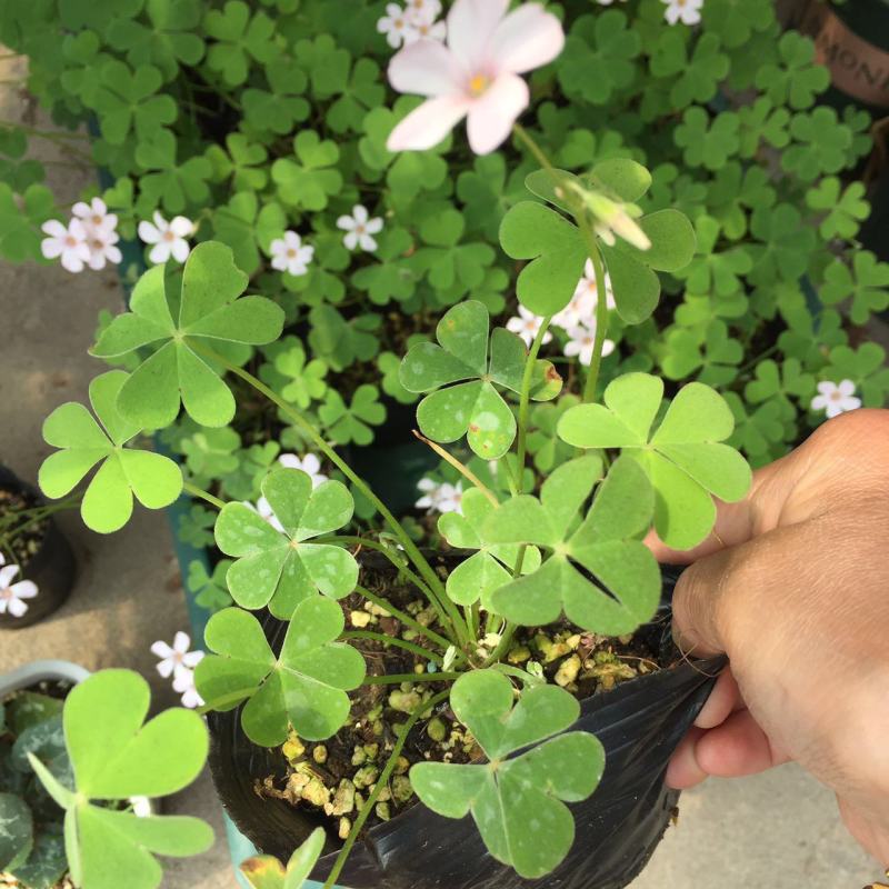 【常年开花】酢浆草种球开花醡浆草庭院花卉植物阳台盆栽