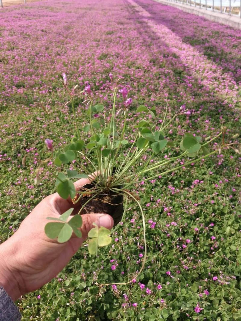 【常年开花】酢浆草种球开花醡浆草庭院花卉植物阳台盆栽