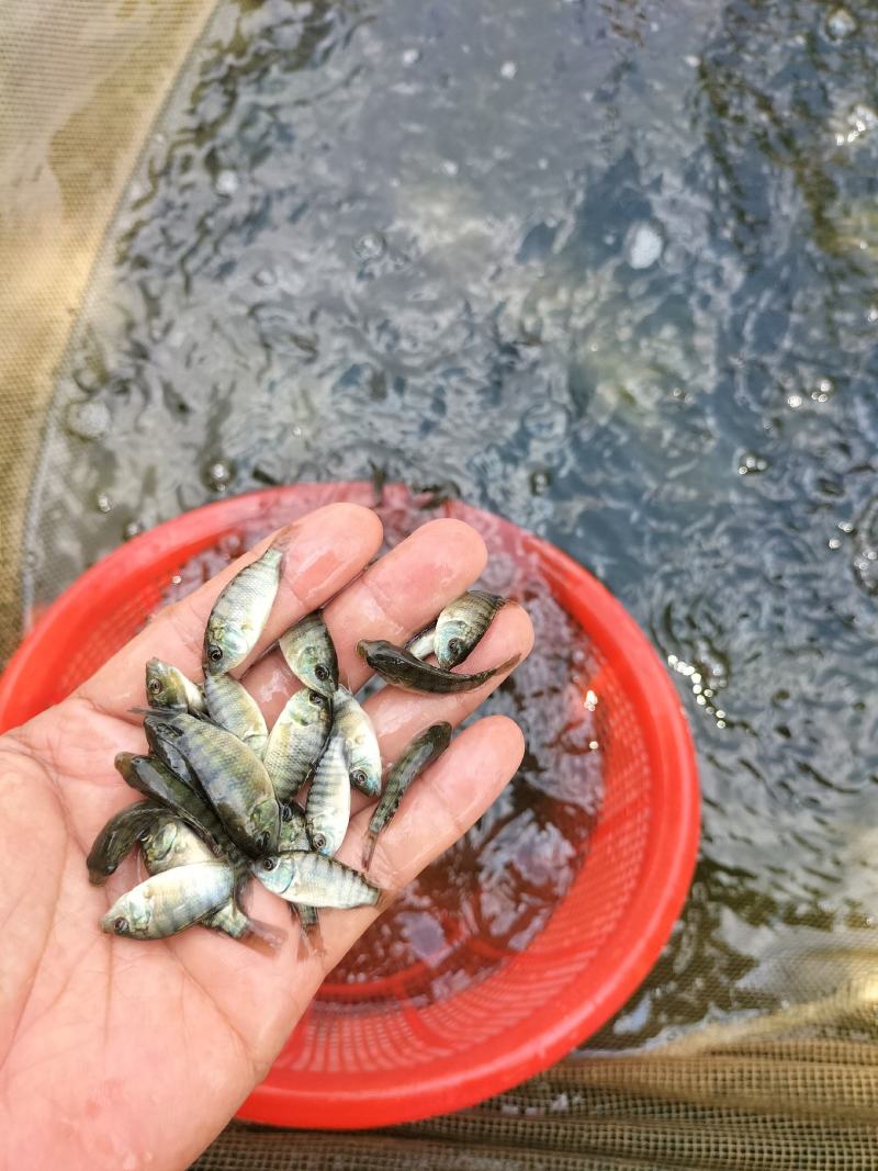 优质罗非鱼苗脆肉罗非鱼苗海南一号罗非快大种苗成活率高