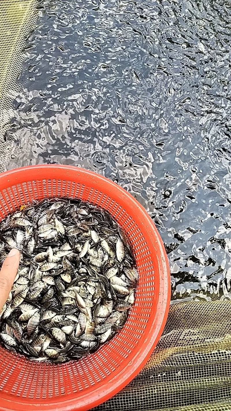 优质罗非鱼苗脆肉罗非鱼苗海南一号罗非快大种苗成活率高