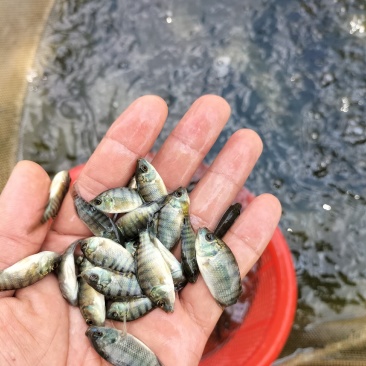 优质罗非鱼苗脆肉罗非鱼苗海南一号罗非快大种苗成活率高