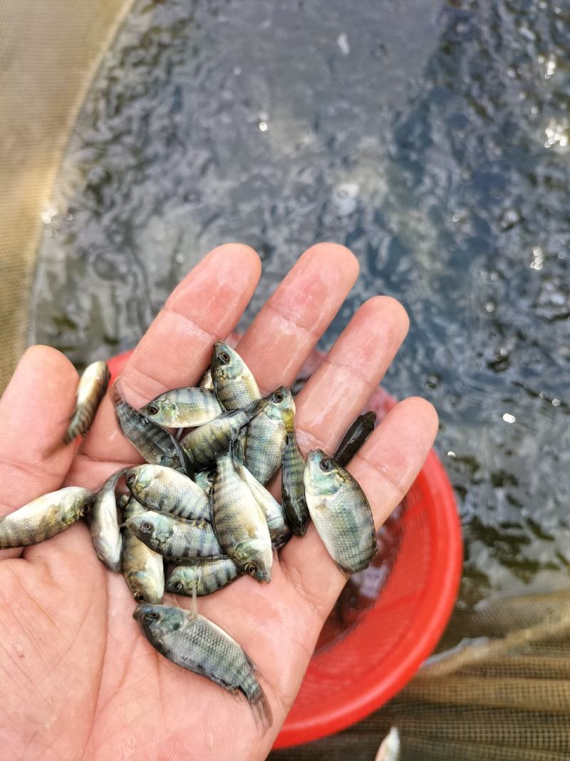 优质罗非鱼苗脆肉罗非鱼苗海南一号罗非快大种苗成活率高