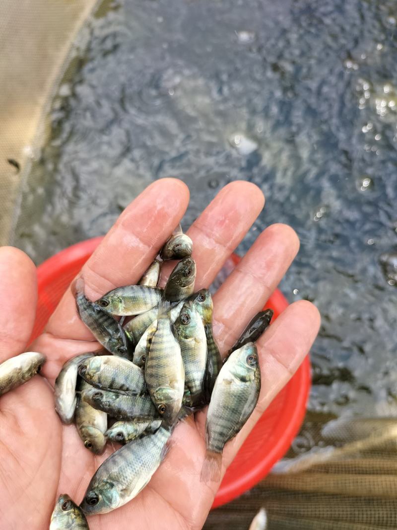 优质罗非鱼苗脆肉罗非鱼苗海南一号罗非快大种苗成活率高