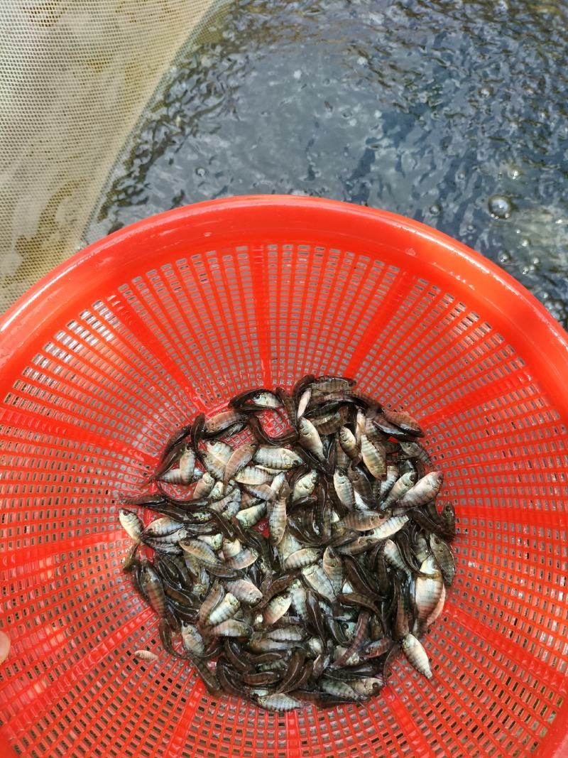 优质罗非鱼苗脆肉罗非鱼苗海南一号罗非快大种苗成活率高