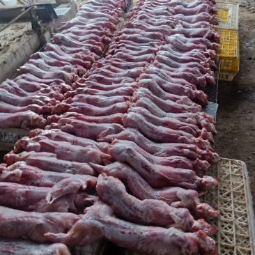 清真新鲜兔肉