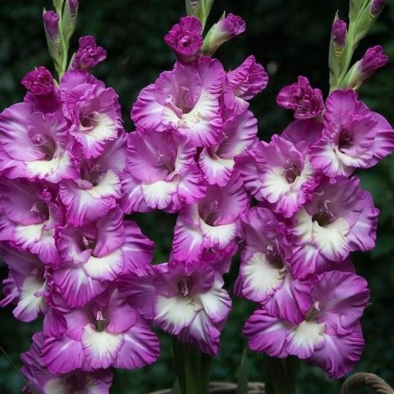 剑兰唐菖蒲花种球盆栽花苗多年生耐寒四季易活易种带芽花卉种