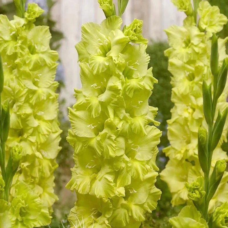 剑兰唐菖蒲花种球盆栽花苗多年生耐寒四季易活易种带芽花卉种