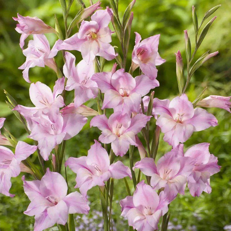 剑兰唐菖蒲花种球盆栽花苗多年生耐寒四季易活易种带芽花卉种