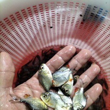 优质淡水白鲳鱼苗红鲳鱼苗养殖场直供快大好养
