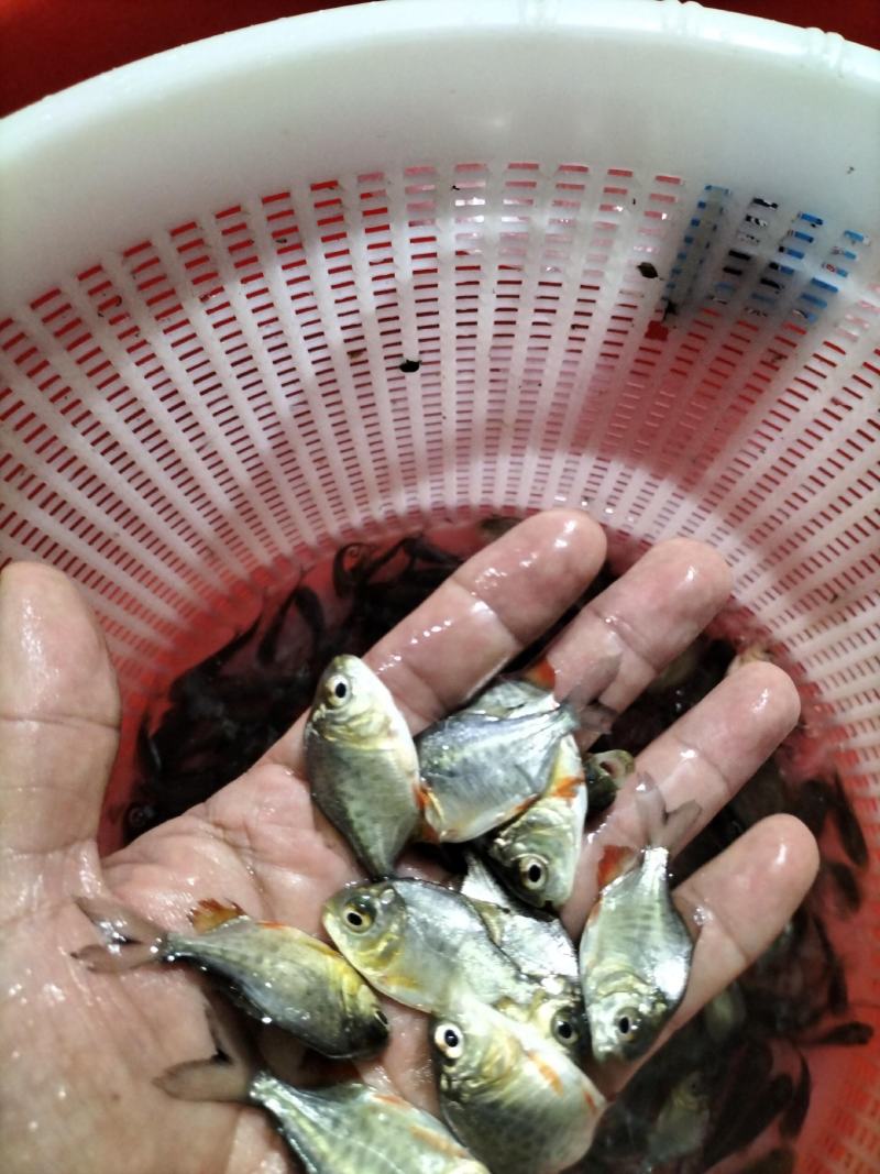 优质淡水白鲳鱼苗红鲳鱼苗养殖场直供快大好养