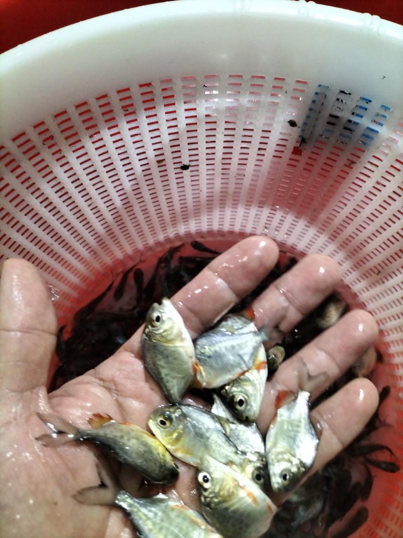 优质淡水白鲳鱼苗红鲳鱼苗养殖场直供快大好养