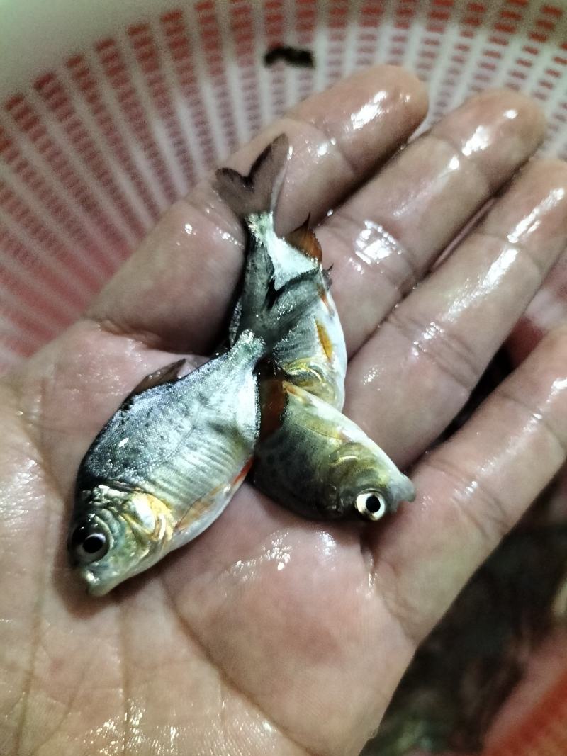 优质淡水白鲳鱼苗红鲳鱼苗养殖场直供快大好养