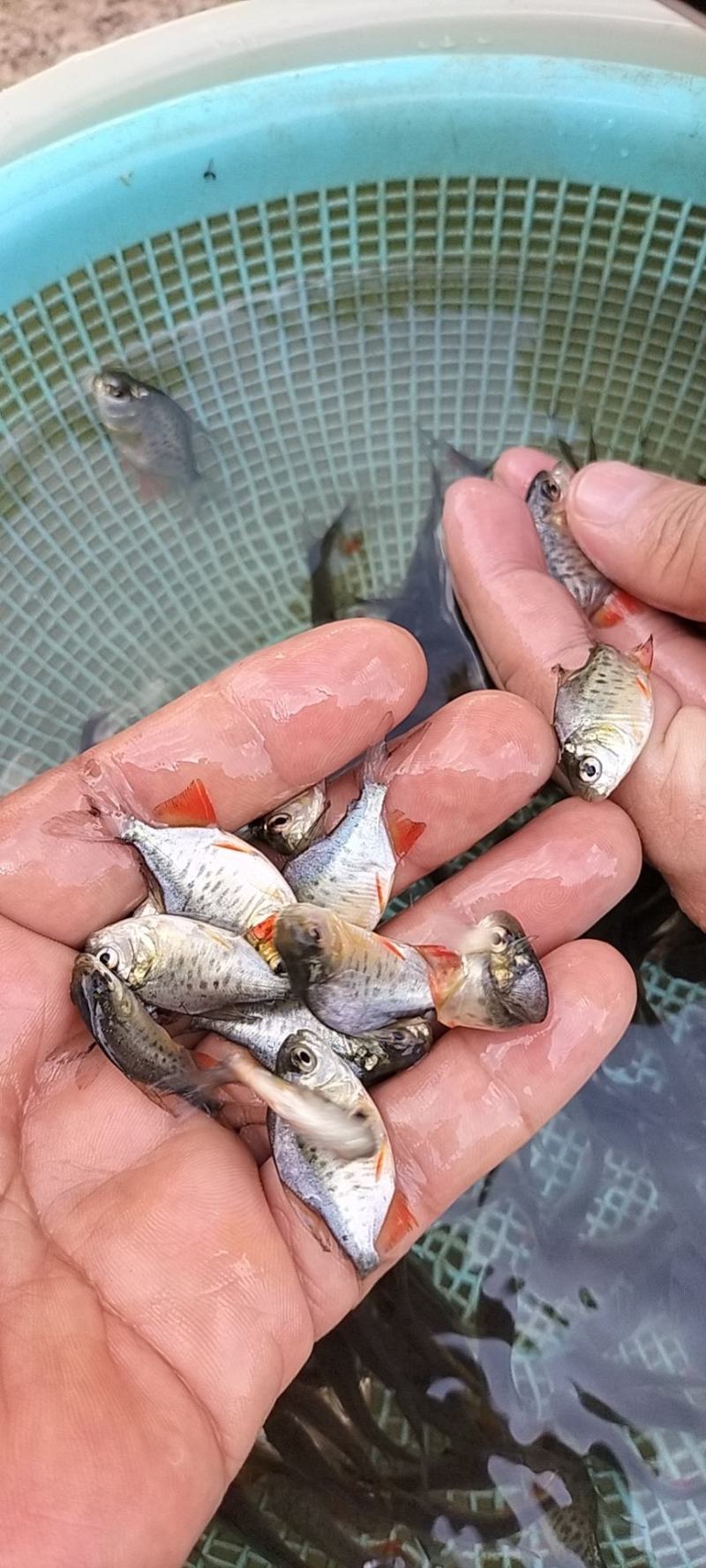 优质淡水白鲳鱼苗红鲳鱼苗养殖场直供快大好养
