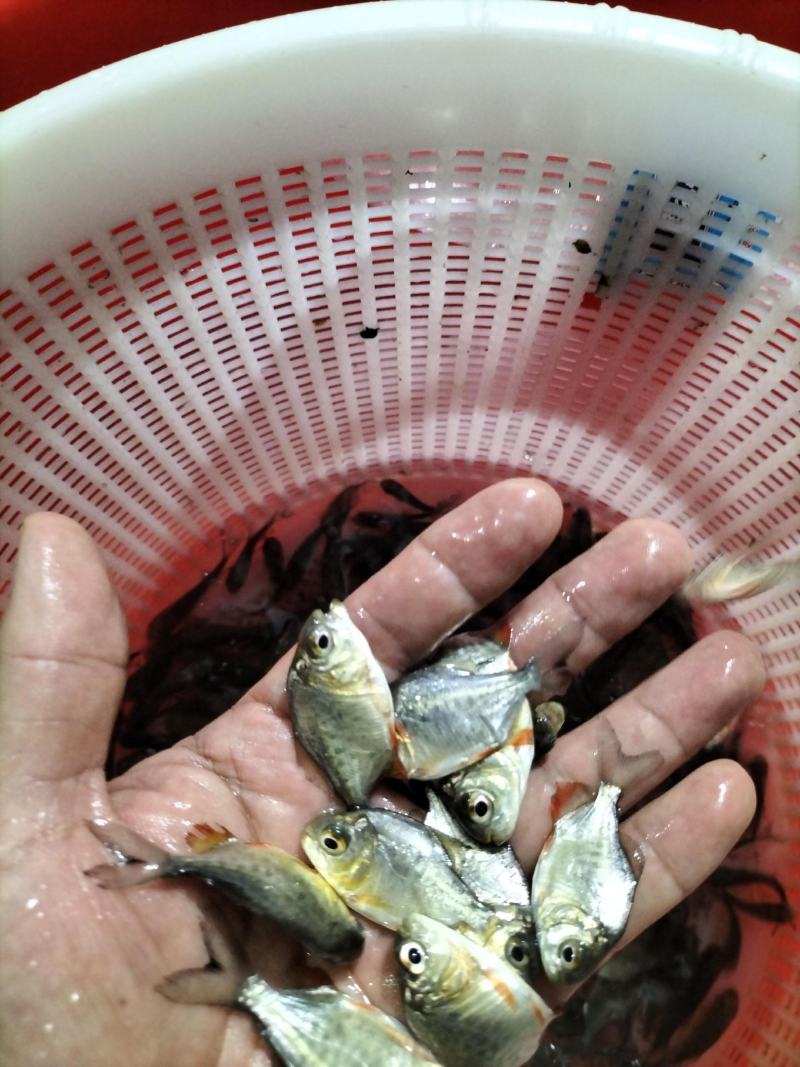 优质淡水白鲳鱼苗红鲳鱼苗养殖场直供快大好养