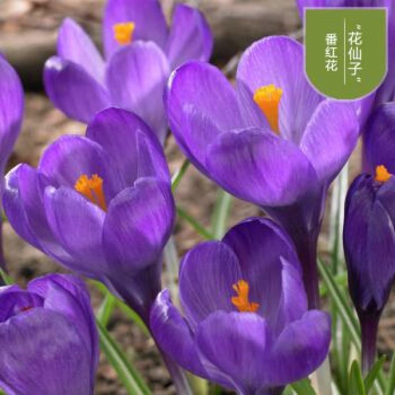 藏红花种球食用耐寒花卉种子冬季西红花苗球根植物盆栽番红花