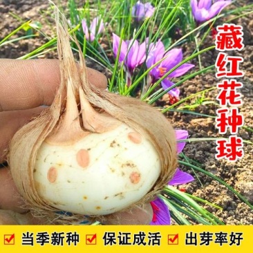 藏红花种球食用耐寒花卉种子冬季西红花苗球根植物盆栽番红花