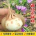 藏红花种球食用耐寒花卉种子冬季西红花苗球根植物盆栽番红花
