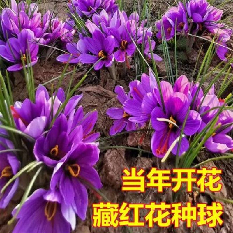 藏红花种球食用耐寒花卉种子冬季西红花苗球根植物盆栽番红花