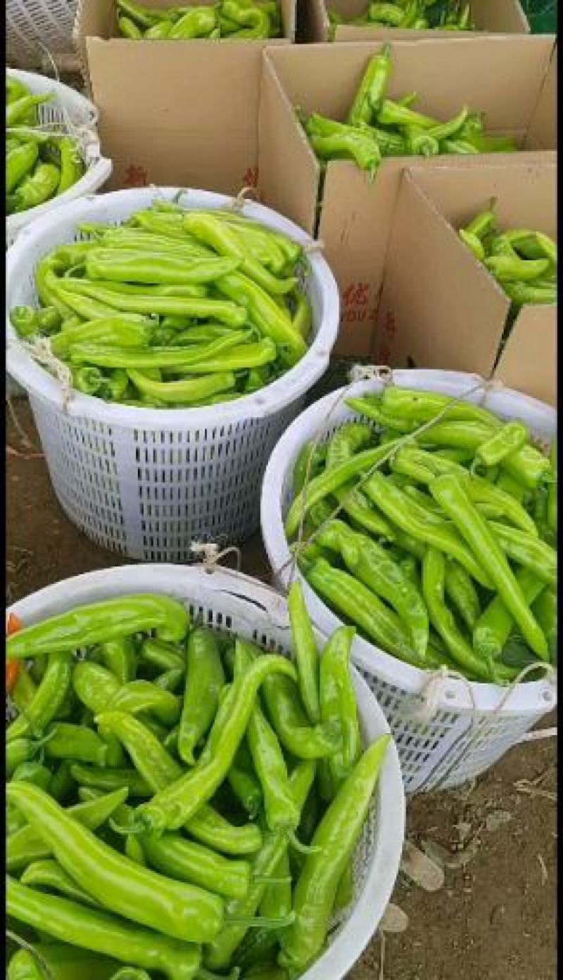 热卖中！福建诏安基地直发鲜辣椒量大黄皮椒