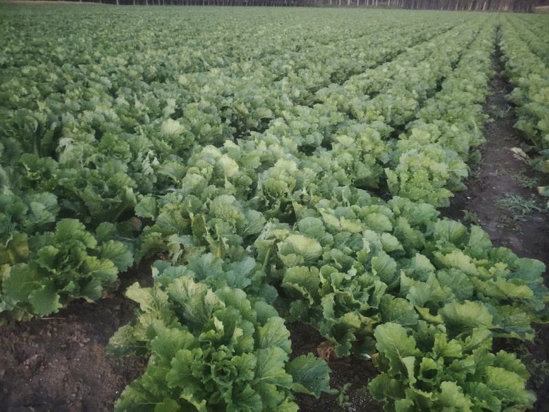 春节正常发货河北唐山滦南白菜黄心白菜产地直发货源稳定
