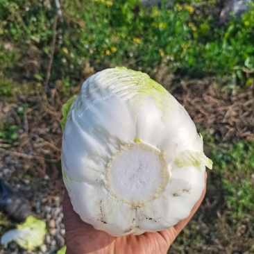 蔬菜