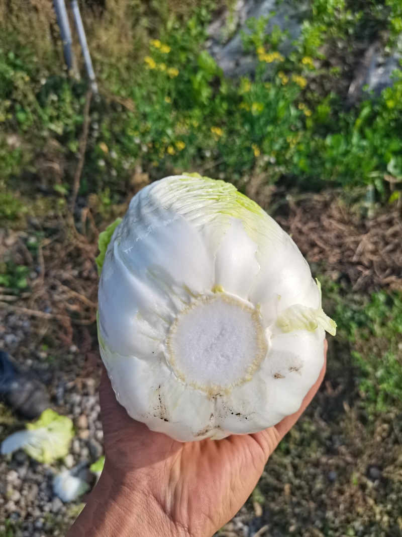 蔬菜