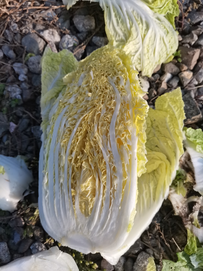 蔬菜