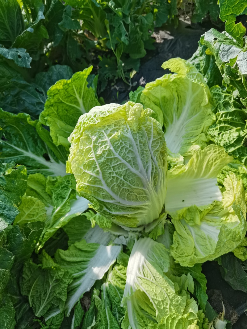 蔬菜