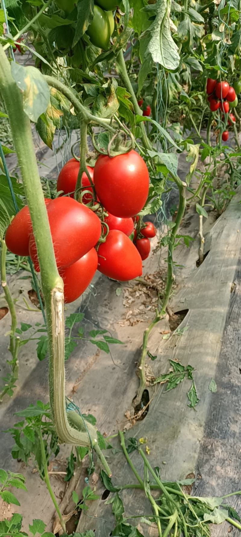 罗曼串西红柿