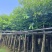 绿化苗木海南蒲桃供应海南蒲桃5-20公分