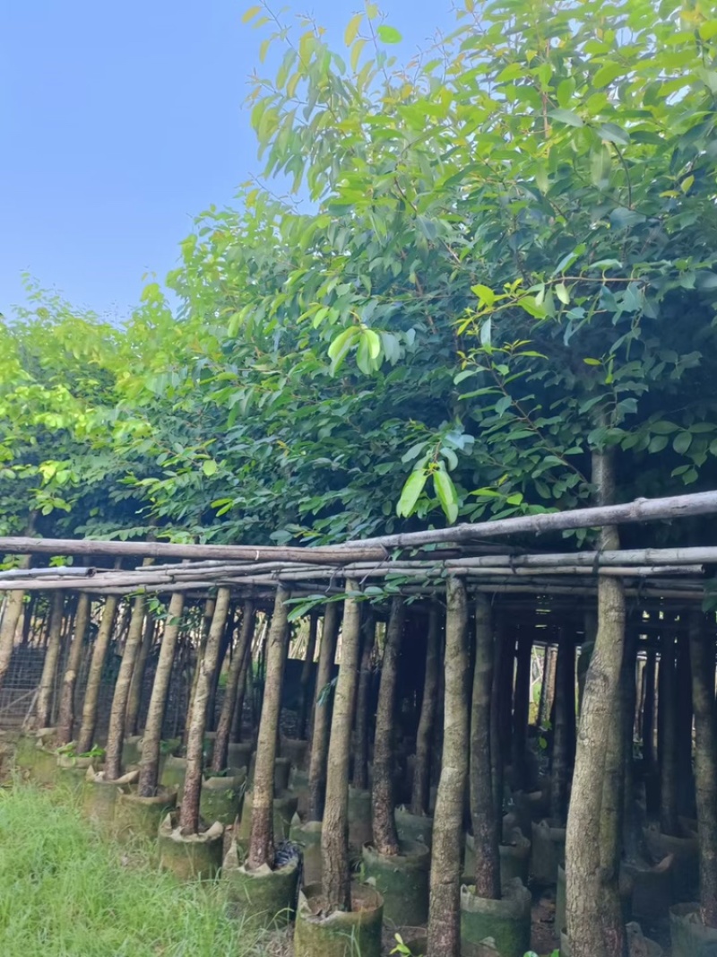 绿化苗木海南蒲桃供应海南蒲桃5-20公分