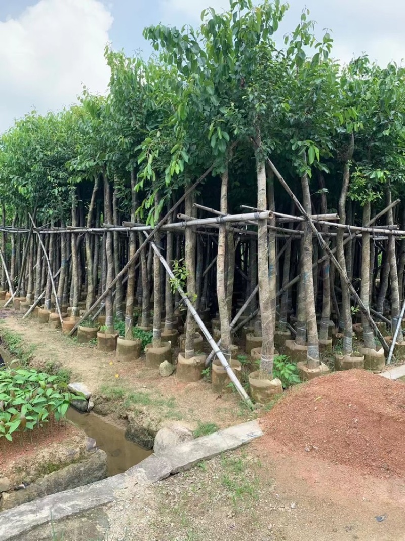绿化苗木海南蒲桃供应海南蒲桃5-20公分