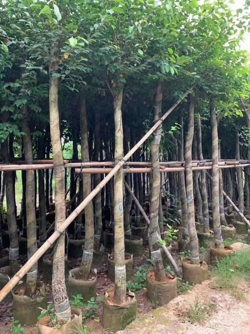 绿化苗木海南蒲桃供应海南蒲桃5-20公分