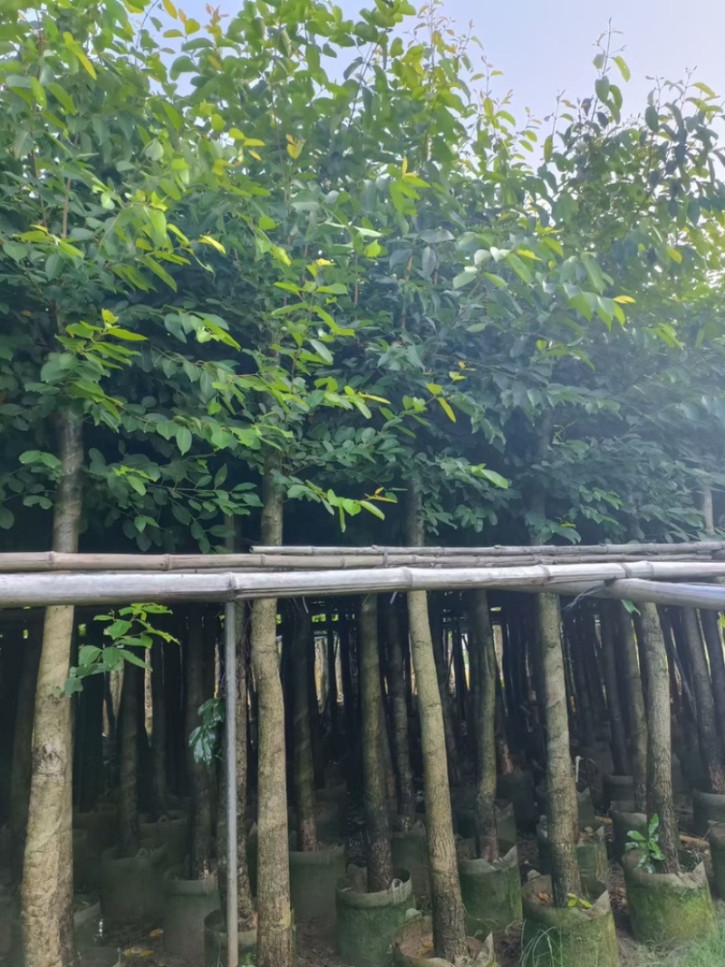 绿化苗木海南蒲桃供应海南蒲桃5-20公分
