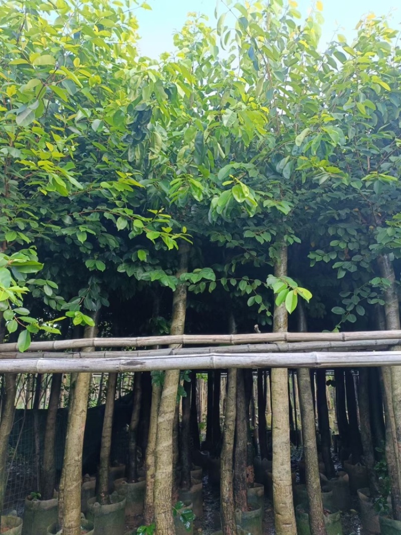 绿化苗木海南蒲桃供应海南蒲桃5-20公分